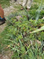 Wanderung auf der sorrentinischen Halbinsel, Meerfenchel