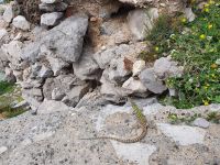 Wanderung auf der sorrentinischen Halbinsel, Echse
