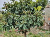 Wanderung auf der sorrentinischen Halbinsel, Mispel