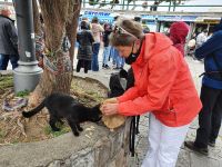 Sorrent, hunglige Katzen am Hafen