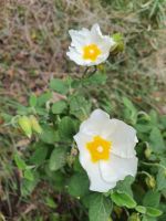 Insel Capri, Zistrose
