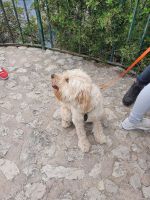 da staunt der Hund auf Capri...