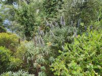 Insel Capri, blauer Natternkopf