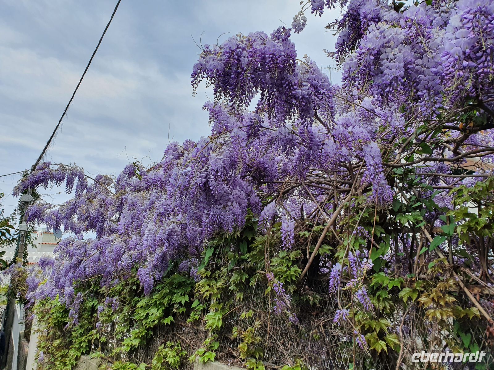 Insel Capri, Blauregen