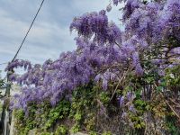 Insel Capri, Blauregen