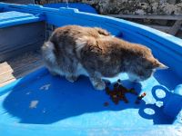 lecker Frühstück für die Mieze