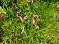 Orchideen im Cilento