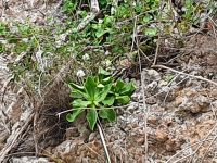 Palinuro Primel - Blume des Cilento NP