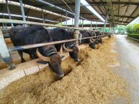 Bio Büffelfarm Vannulo in Paestum