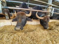 Bio Büffelfarm Vannulo in Paestum