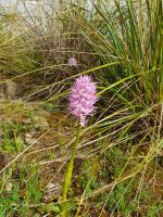 Knabenkraut Orchidee