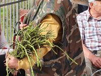 reichlich wilder Spargel....