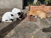 hungrige Katzen in Acciaroli