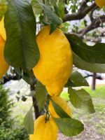 Im Zitronenschlaraffenland