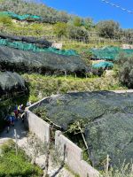 Zitronengärten überall