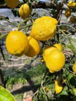 Im Land der Zitronen ...