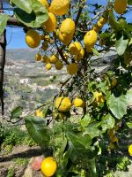 Im Land der Zitronen
