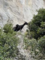 Tierische Begleiter mit musikalischer Unterhaltung