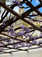 Positano im Blauregen