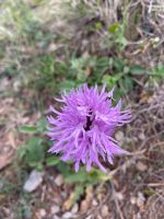 phantasievolle Flora von Capri