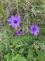 Flora der Insel Capri