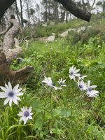 Flora entlang des Wanderweges