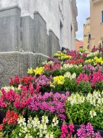 Blütenmeer in Capri
