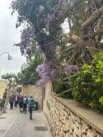 Geliebter Blauregen auch auf Capri