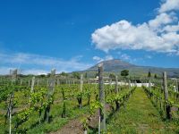 Cantina (Weingut) del Vesuvio