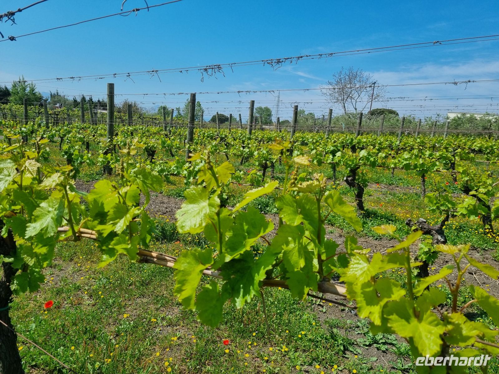Cantina (Weingut) del Vesuvio