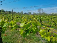 Cantina (Weingut) del Vesuvio