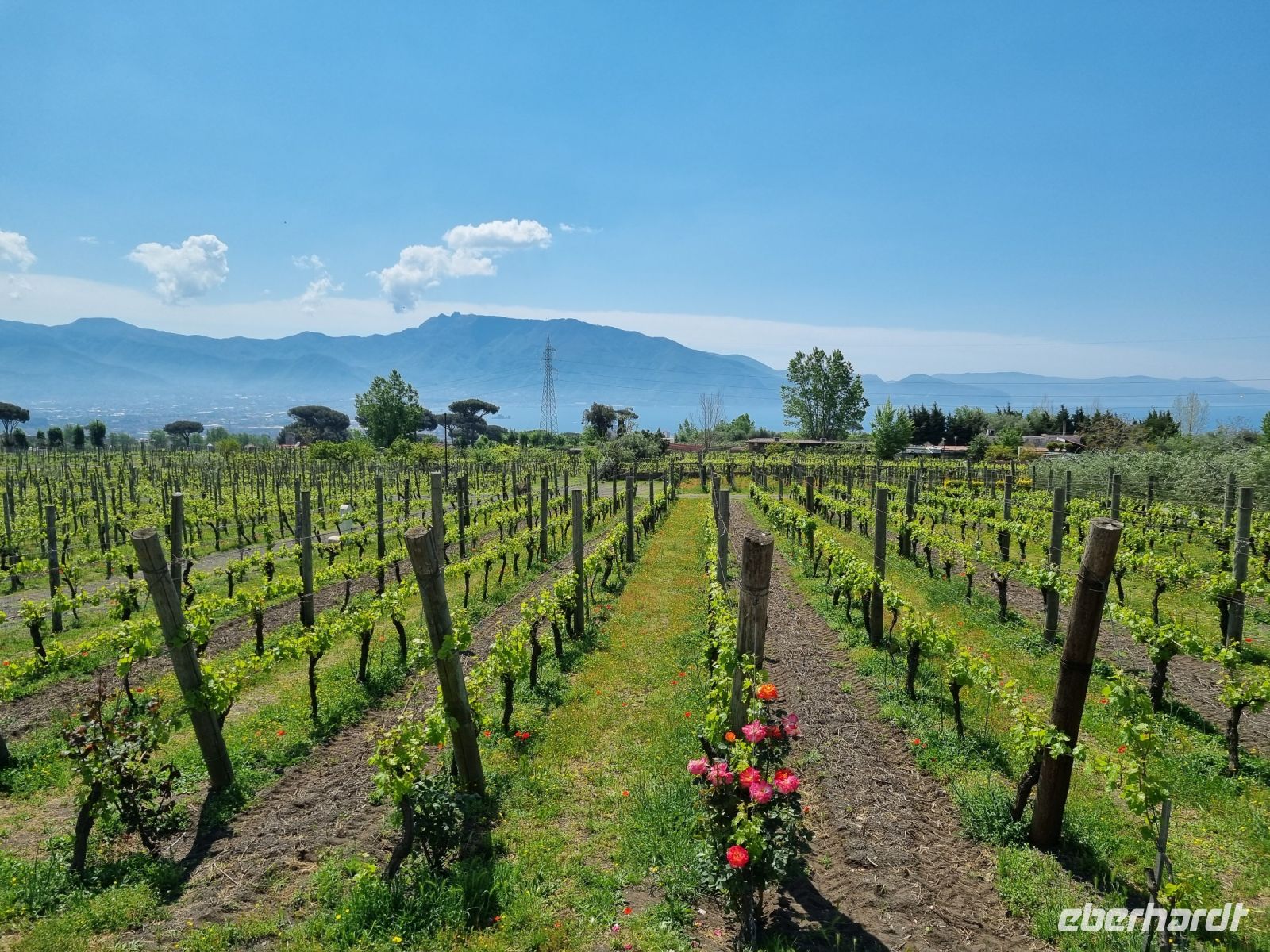 Cantina (Weingut) del Vesuvio