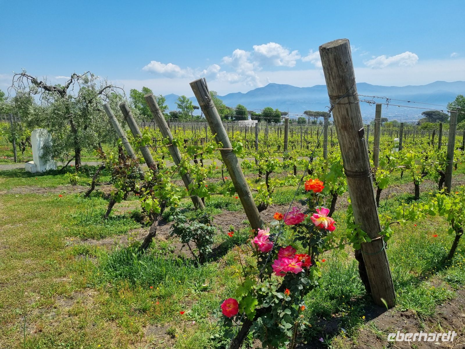 Cantina (Weingut) del Vesuvio