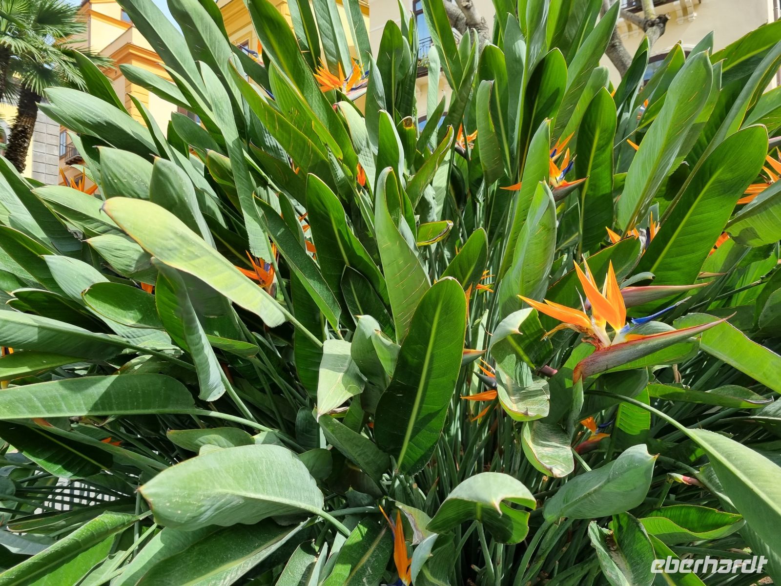 Sorrent - Strelitzien