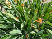 Sorrent - Strelitzien