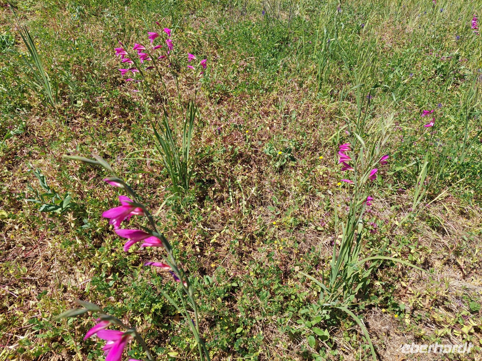 entlang des Weges wilde Orchideen