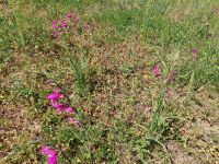 entlang des Weges wilde Orchideen