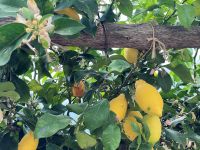 Tag 2 - Zitronen.jpg