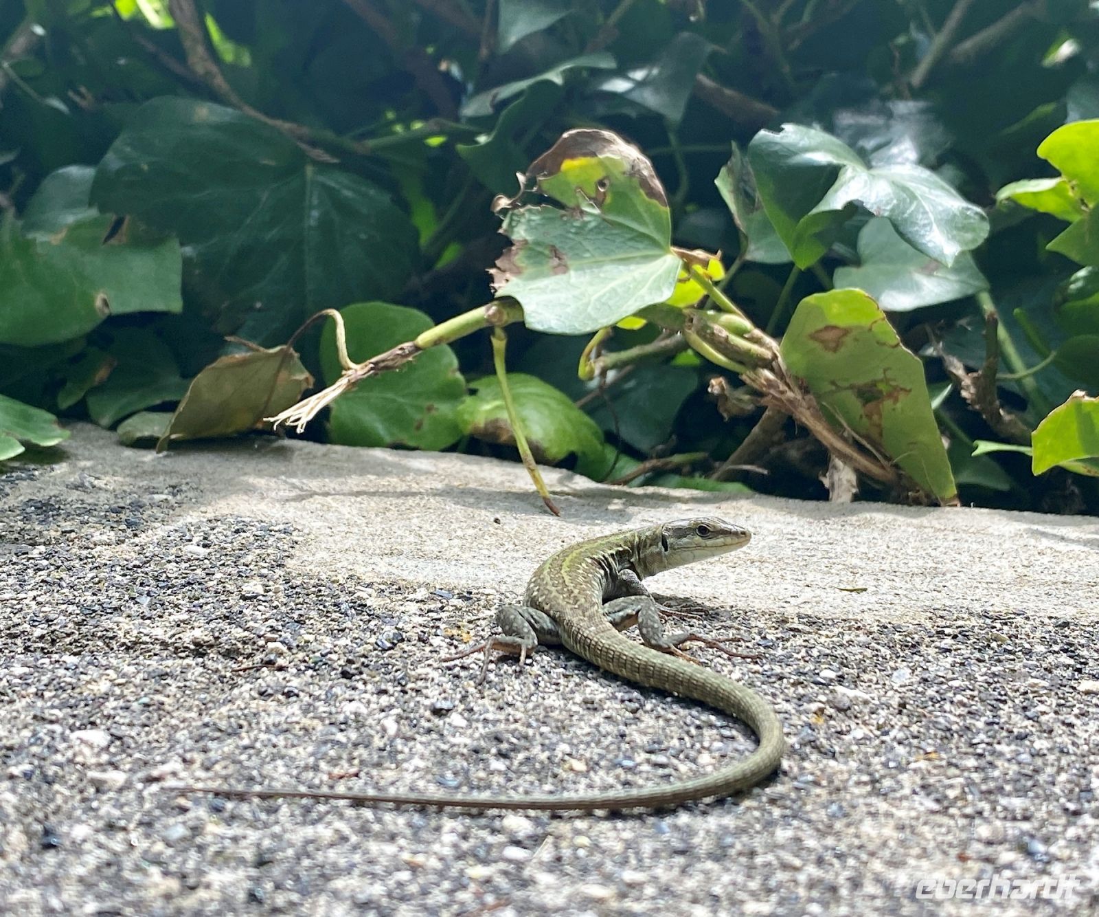 Tag 2 - Wegbegleiter.jpg