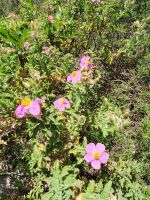 Apulien, Gargano, Zistrosen