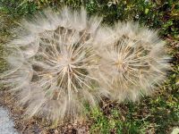Apulien, Gargano, Riesenpusteblume