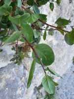 Apulien, Gargano, Vieste, Kapernpflanze