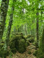 Apulien, Gargano, Foresta Umbra