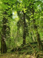 Apulien, Gargano, Foresta Umbra