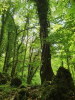 Apulien, Gargano, Foresta Umbra