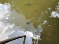 Apulien, Gargano, Foresta Umbra, Wasserschildkröte