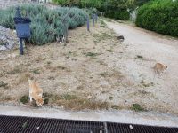 Apulien, Gargano, Kloster Pulsano, hungrige Katzen