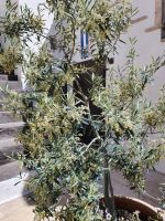 Apulien, Gargano, blühende Olive