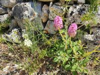 Apulien, Blütenpracht am Wegesrand durch das Itratal