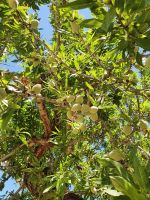 Apulien, Mandelbaum im Itratal